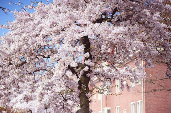 Spring Art Print featuring the photograph In Its Glory. Pink Spring in Amsterdam by Jenny Rainbow