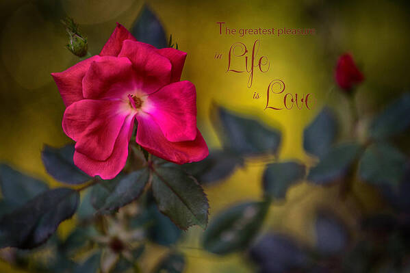 Roses Art Print featuring the photograph In Love with Message by Mary Buck