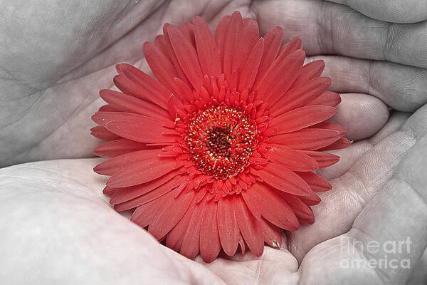 Gerbera Art Print featuring the photograph In Strong Hands by Clare Bevan