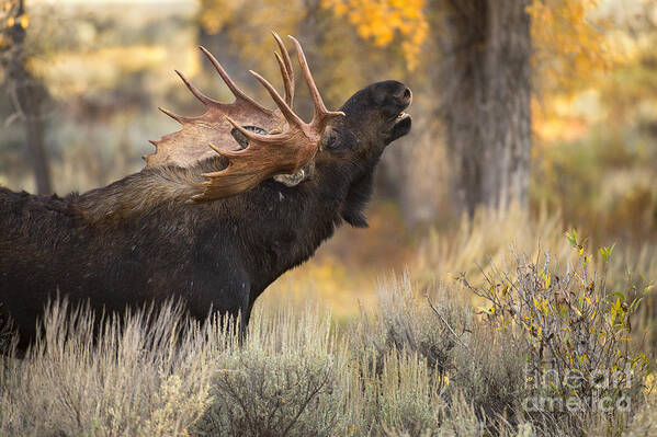 Bull Moose Art Print featuring the photograph In The Breeze by Aaron Whittemore