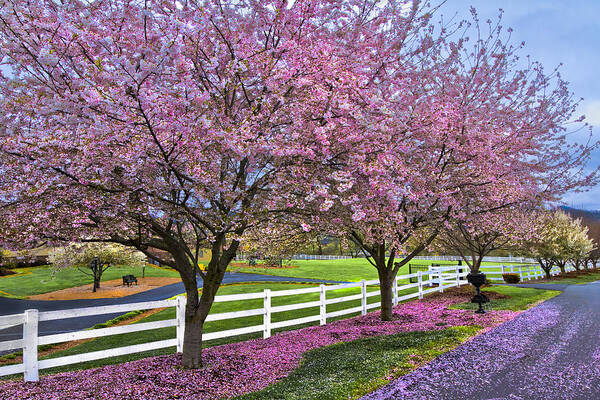 Andrews Art Print featuring the photograph In The Pink by Debra and Dave Vanderlaan