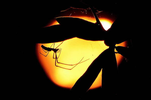 Insect Art Print featuring the photograph In The Shadows by Charlotte Schafer