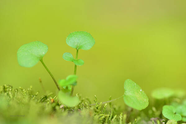 Botanical Art Print featuring the photograph In The Valley Of The Leprechauns by Donna Blackhall