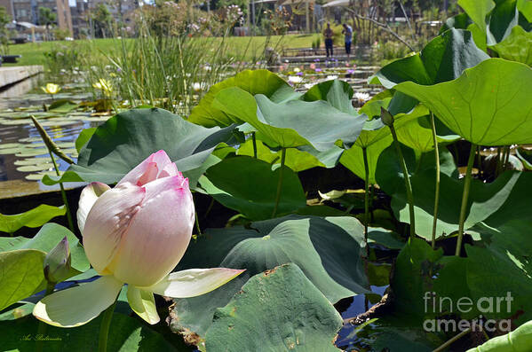 Water Art Print featuring the photograph In the Water Lily Pool 04 by Arik Baltinester