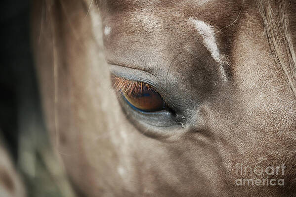 Horses Art Print featuring the photograph In Thought by Peggy Franz