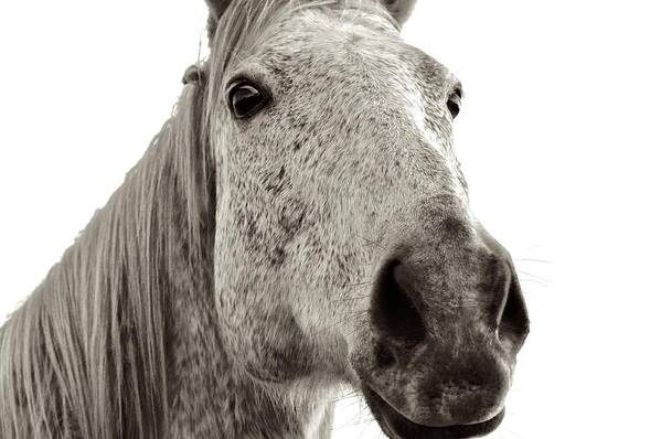 Horse Face Photograph Art Print featuring the photograph In Your Face by Kristina Deane