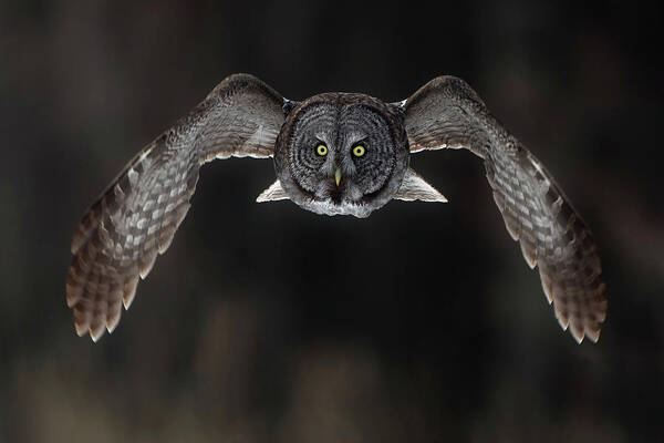 Owl Art Print featuring the photograph In Your Face. by Peter Stahl