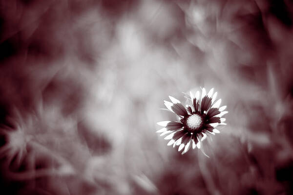 Close Up Art Print featuring the photograph Indian Blanket Flower by Darryl Dalton