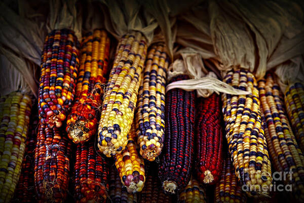 Corn Art Print featuring the photograph Indian corn by Elena Elisseeva