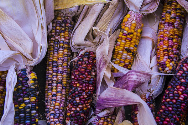 Colorful Art Print featuring the photograph Indian Corn Harvest by Garry Gay