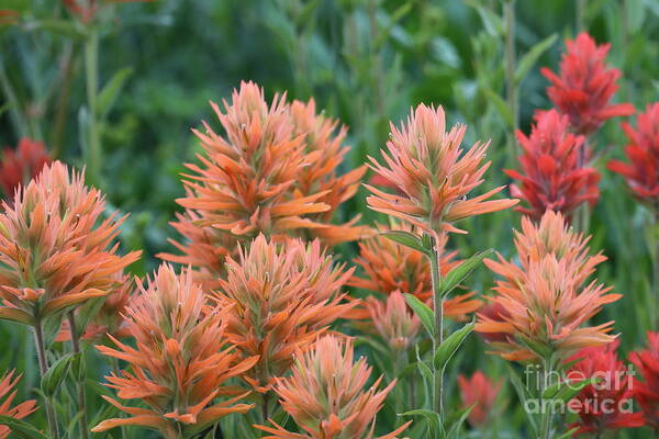 Indian Paintbrush Art Print featuring the photograph Indian Paintbrush by Marty Fancy