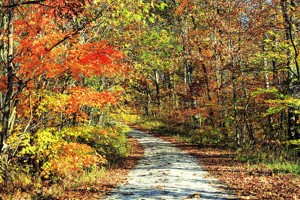 Autumn Art Print featuring the photograph Indiana Back Road by Lorna Rose Marie Mills DBA Lorna Rogers Photography