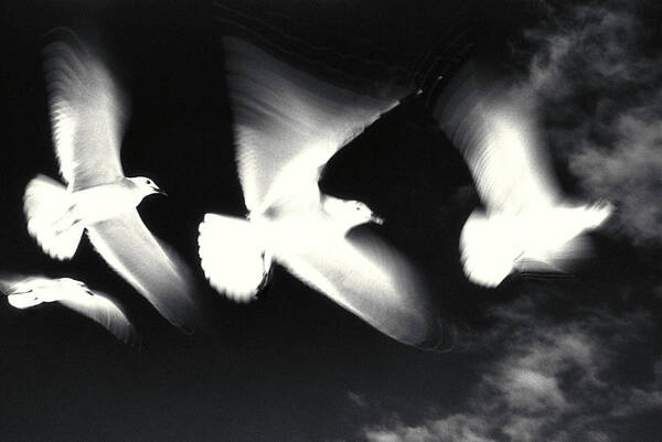 Black Art Print featuring the photograph Infrared Gulls by Jerry McElroy