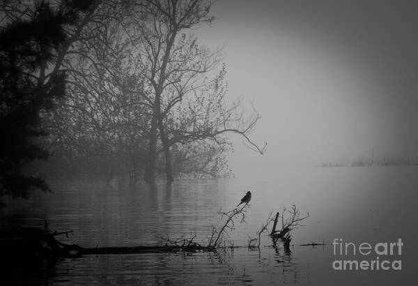Fog Art Print featuring the photograph Into The Soup by Douglas Stucky