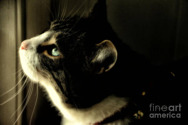 Cat Art Print featuring the photograph Intrigued by Shari Nees