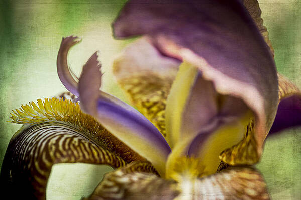 Nature Art Print featuring the photograph Iris 1 by Wayne Meyer