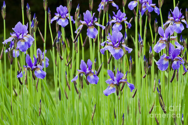 Iris Art Print featuring the photograph Iris Garden by Alan L Graham