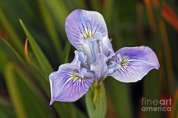 Kate Brown Art Print featuring the photograph Iris by Kate Brown