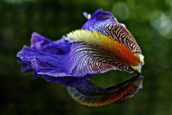 Blue Iris Art Print featuring the photograph Iris Petal Reflections by Suzanne Stout