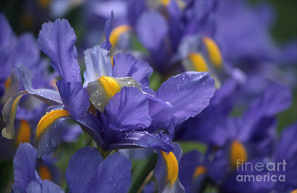 Blue Flowers Art Print featuring the photograph Iris With Raindrops by Luv Photography