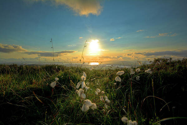 Scenics Art Print featuring the photograph Irish Cotton by Gareth Wray