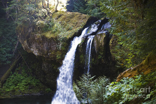 Trees Art Print featuring the photograph Iron Creek Falls by Rich Collins