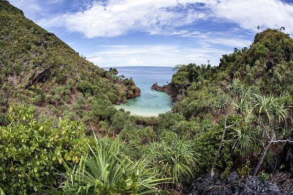 Plant Art Print featuring the photograph Island Vegetation by Ethan Daniels