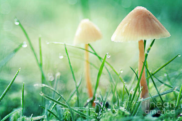 Mushroom Art Print featuring the photograph It's a small world by Sylvia Cook