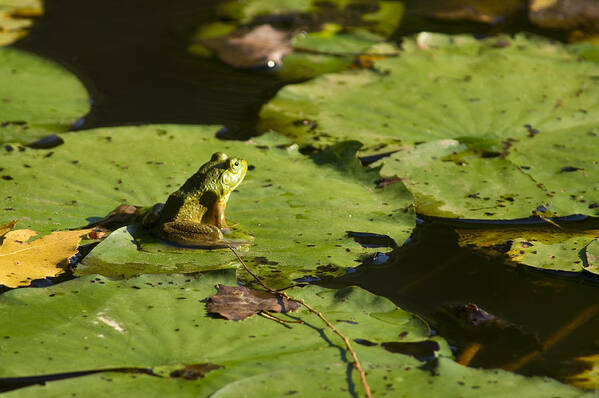 Amphibian Art Print featuring the photograph It's Not Easy . . . by Larry Bohlin