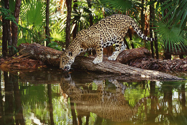 Feb0514 Art Print featuring the photograph Jaguar Drinking by Gerry Ellis