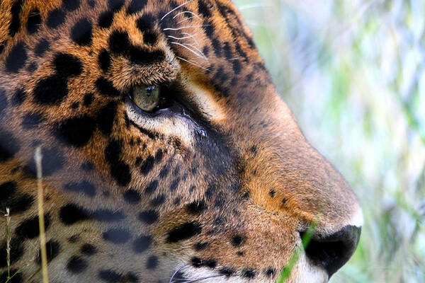 Jaguar Art Print featuring the photograph Jaguar Eyes by Nathan Miller