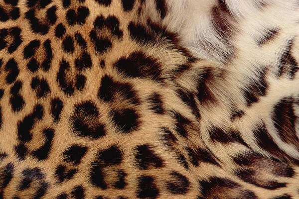 Feb0514 Art Print featuring the photograph Jaguar Fur Detail by Gerry Ellis