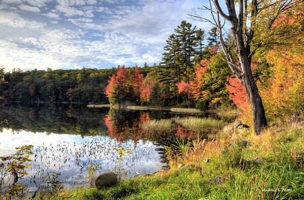 Jamie's Pond Art Print featuring the photograph Jamie's Pond by Andrea Platt