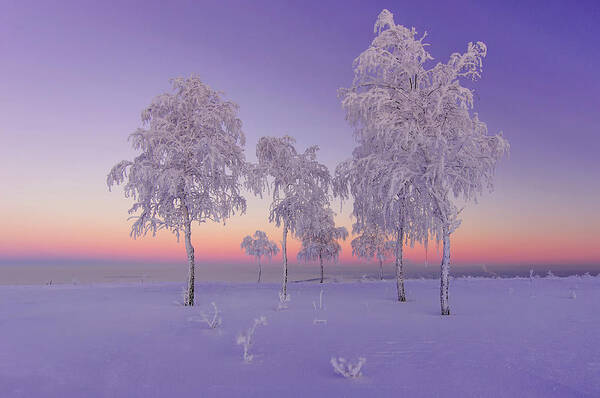 Winter Art Print featuring the photograph January Evening by Ruslan Makhmud-akhunov