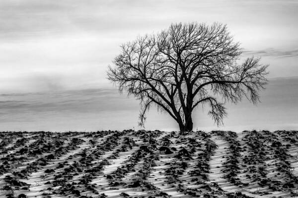Lone Tree Art Print featuring the photograph January by Penny Meyers