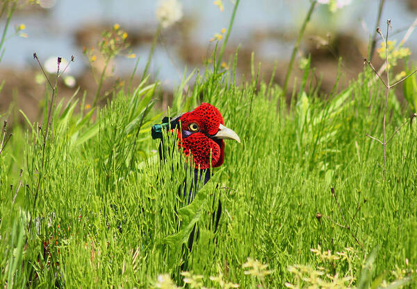 Grass Art Print featuring the photograph Japanese Green Pheasant by Damon Bay