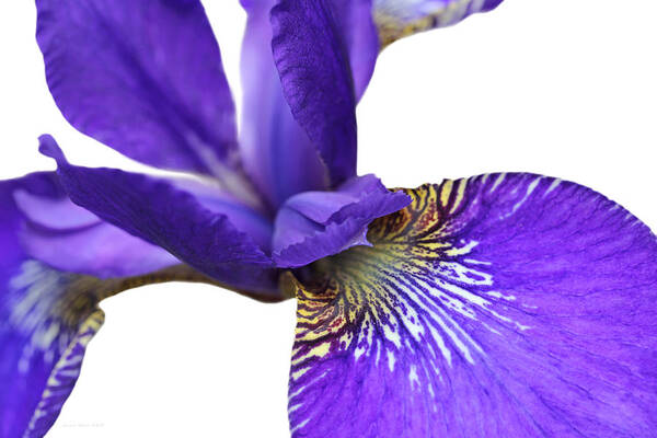 Iris Art Print featuring the photograph Japanese Iris Purple White Five by Jennie Marie Schell