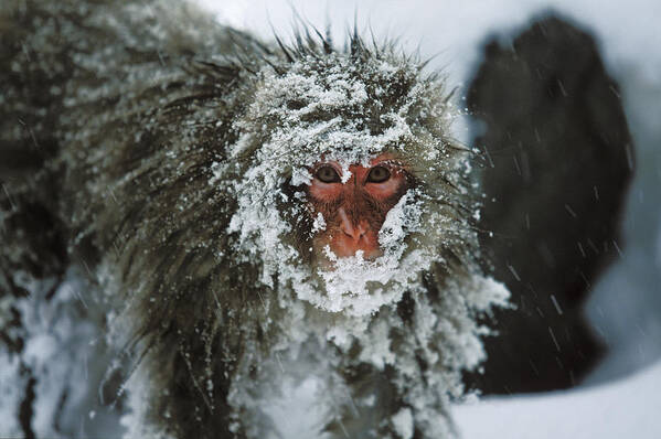 Feb0514 Art Print featuring the photograph Japanese Macaque Covered In Snow Japan by Konrad Wothe
