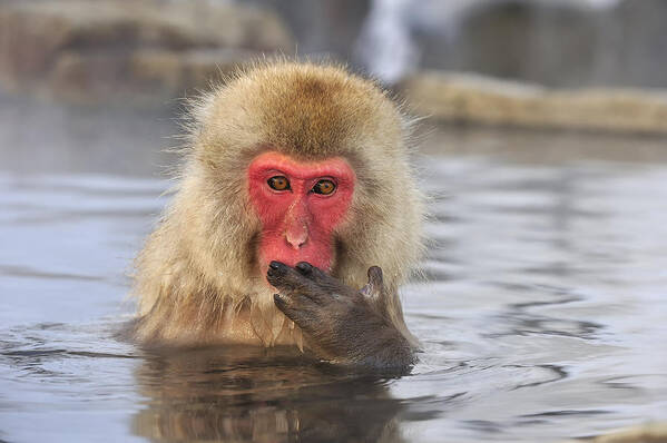 Thomas Marent Art Print featuring the photograph Japanese Macaque In Hot Spring by Thomas Marent