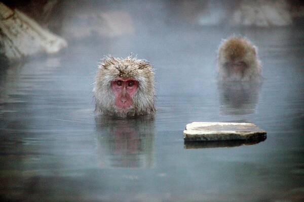 Japanese Macaque Art Print featuring the photograph Japanese Macaques In A Hot Spring by Andy Crump