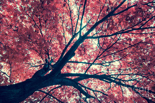 Autumn Art Print featuring the photograph Japanese Maple - Vintage by Hannes Cmarits