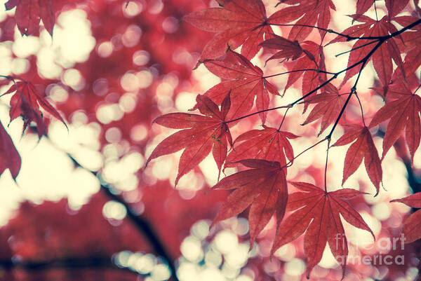Autumn Art Print featuring the photograph Japanese Maple Leaves - Vintage by Hannes Cmarits