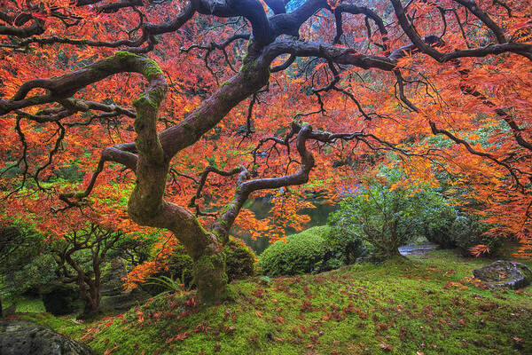 Oregon Art Print featuring the photograph Japanese Maple Tree by Mark Kiver