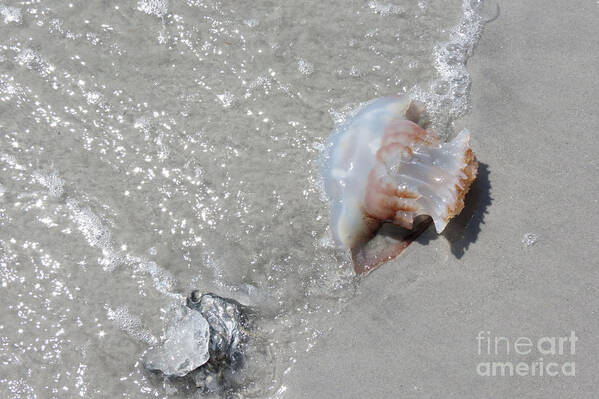 Jelly Ball Art Print featuring the photograph Jelly Ball and Oyster Shell Washed Upon NC Beach by Crissy Anderson