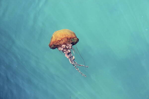 Underwater Art Print featuring the photograph Jelly Fish by Photo By Laura Kalcheff