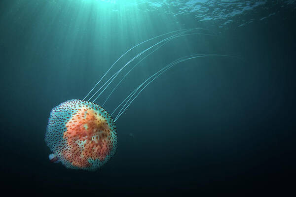 Underwater Art Print featuring the photograph Jellyfish And Sun Rays by William Rhamey - Azur Diving