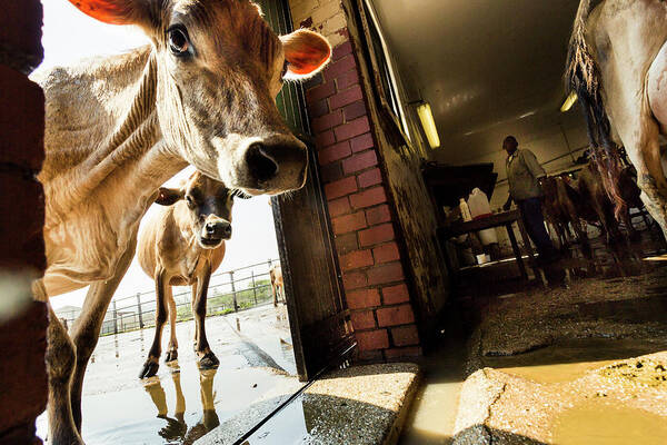 Mature Adult Art Print featuring the photograph Jersey Cows On An Organic Dairy Farm by Matt Mawson