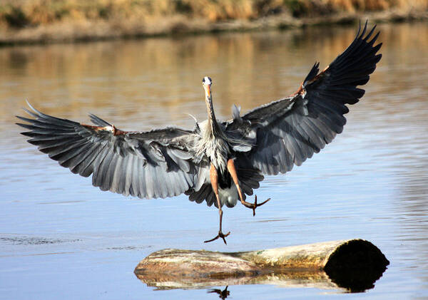 Great Blue Heron Art Print featuring the photograph Jumping For Joy by Shane Bechler