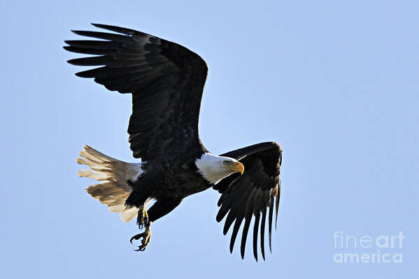 Photography Art Print featuring the photograph Just After Takeoff by Larry Ricker