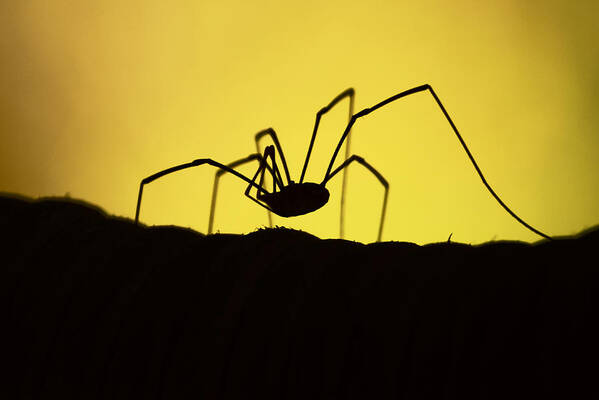 Spider Art Print featuring the photograph Just Creepy by Lori Tambakis